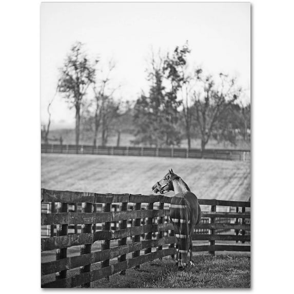 Trademark Fine Art "Kentucky Horse Sunrise BW" Canvas Art by Preston