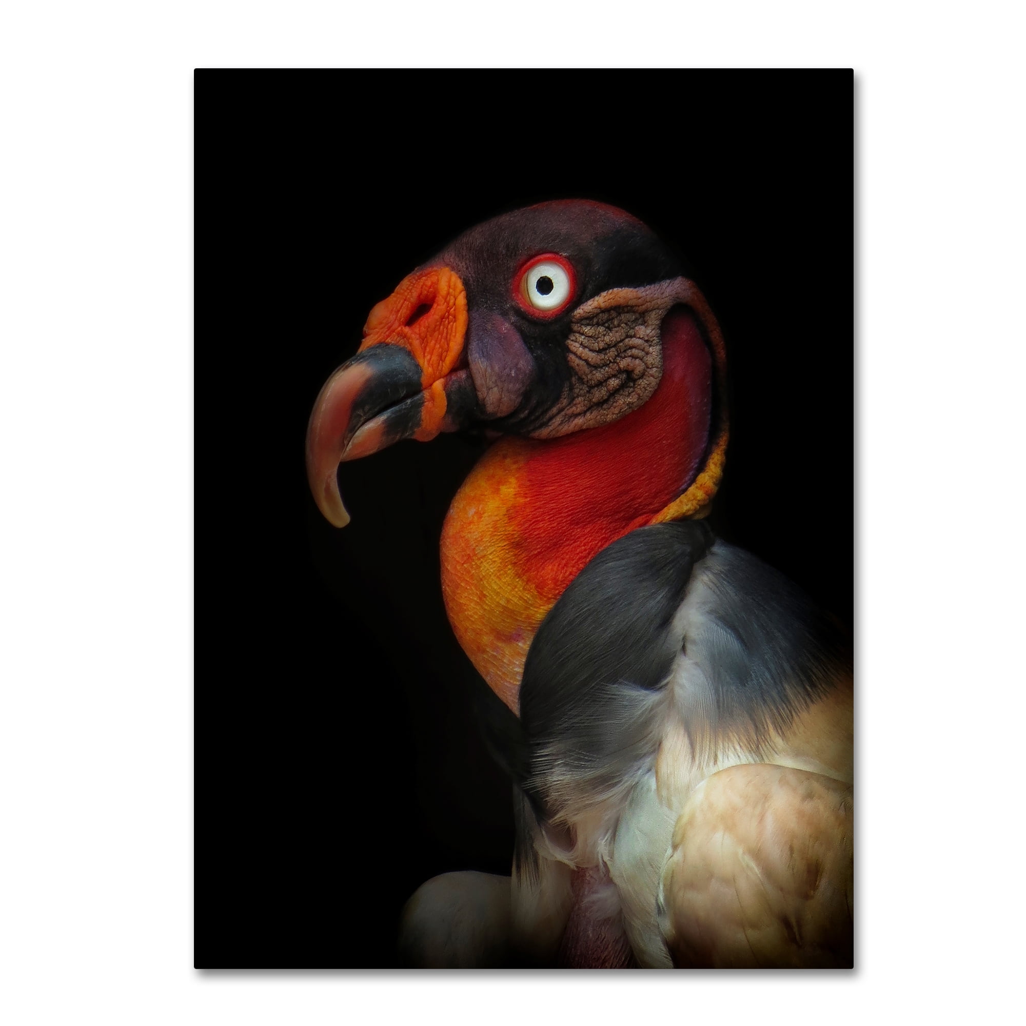 Trademark Fine Art 'King Vulture' Canvas Art by Ferdinando Valverde