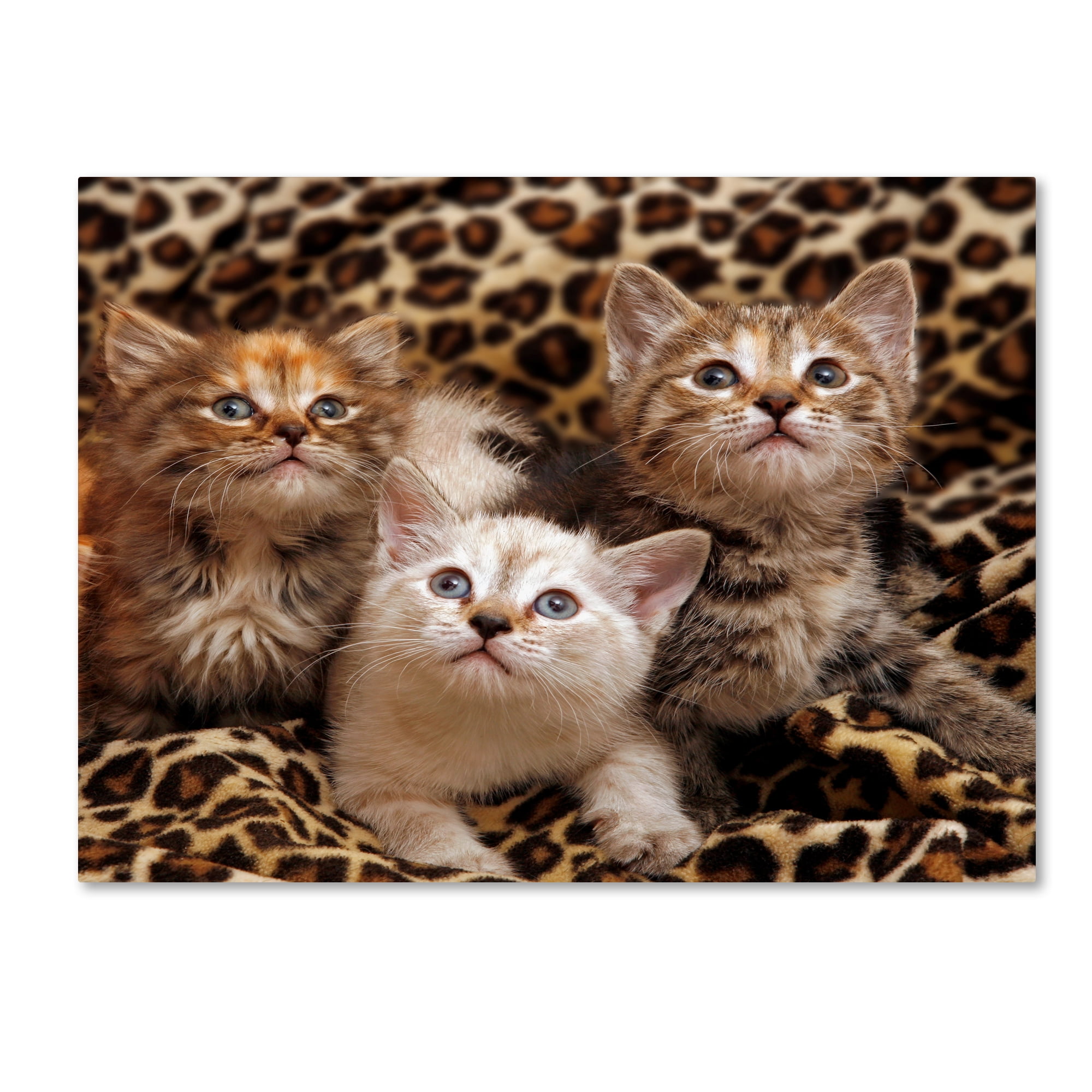 Adorable Trio of Kittens on Leopard Print Canvas Art