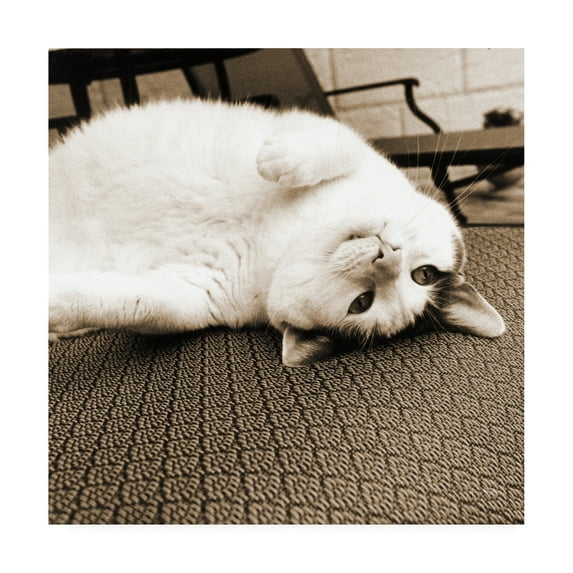 Trademark Fine Art 'Kitty II' Canvas Art by Jim Dratfield