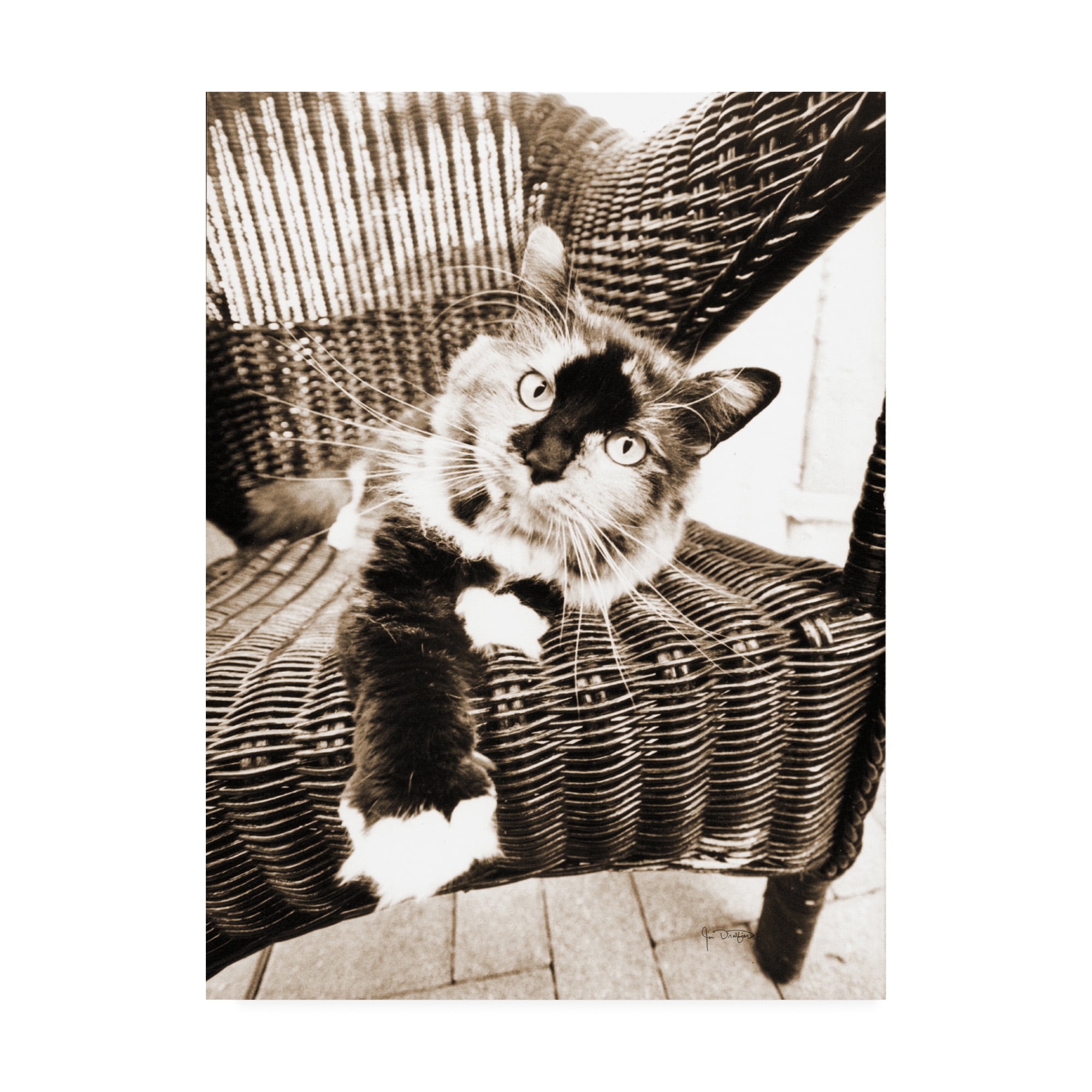 Trademark Fine Art 'Kitty IV' Canvas Art by Jim Dratfield