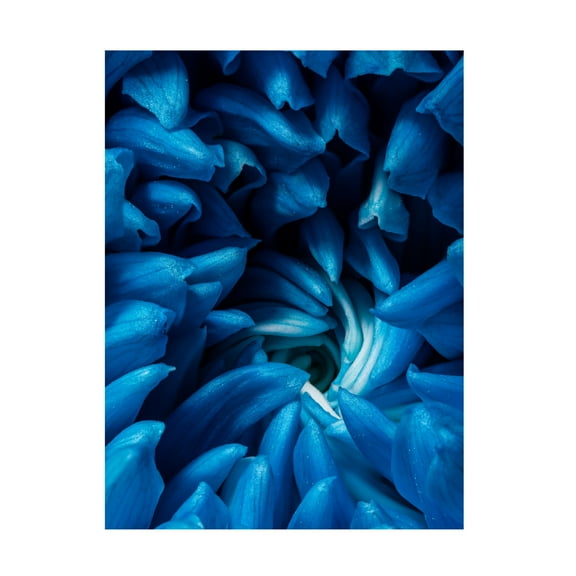Trademark Fine Art Konstantin Morozov Blue Chrysanthemum Canvas Wall Art
