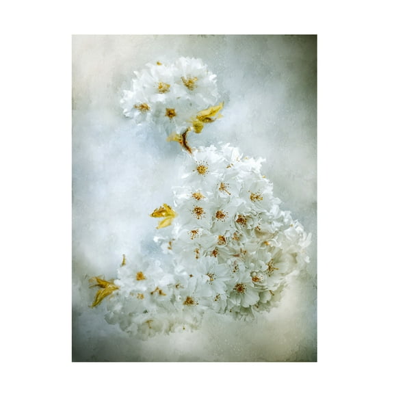 Trademark Fine Art Kristina Zvinakeviciute Cherry Blossoms Canvas Wall Art
