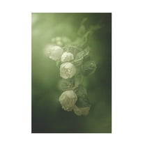 Trademark Fine Art Kristina Zvinakeviciute  Jasmine Canvas Wall Art