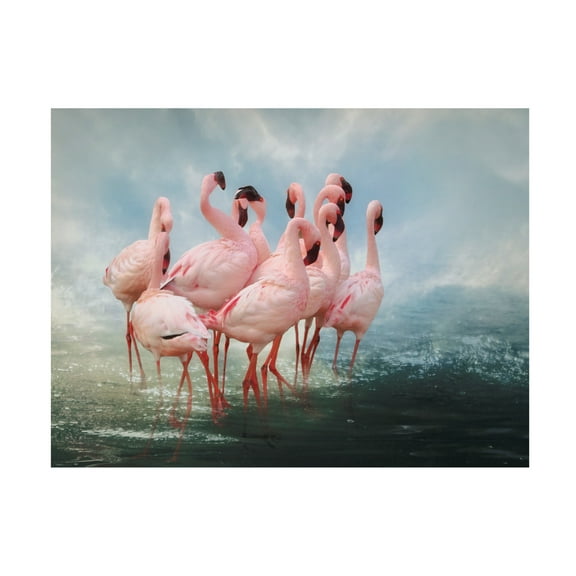 Trademark Fine Art Krystina Wisniowska Lesser Flamingo Summit Canvas Wall Art