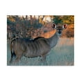 thumbnail image 1 of Trademark Fine Art 'Kudu Centered' Canvas Art by J.D. Mcfarlan, 1 of 3