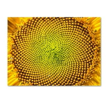 Trademark Fine Art Kurt Shaffer 'Cosmic Patterns in Nature' 14" x 19" Canvas Stretched (190836005598)