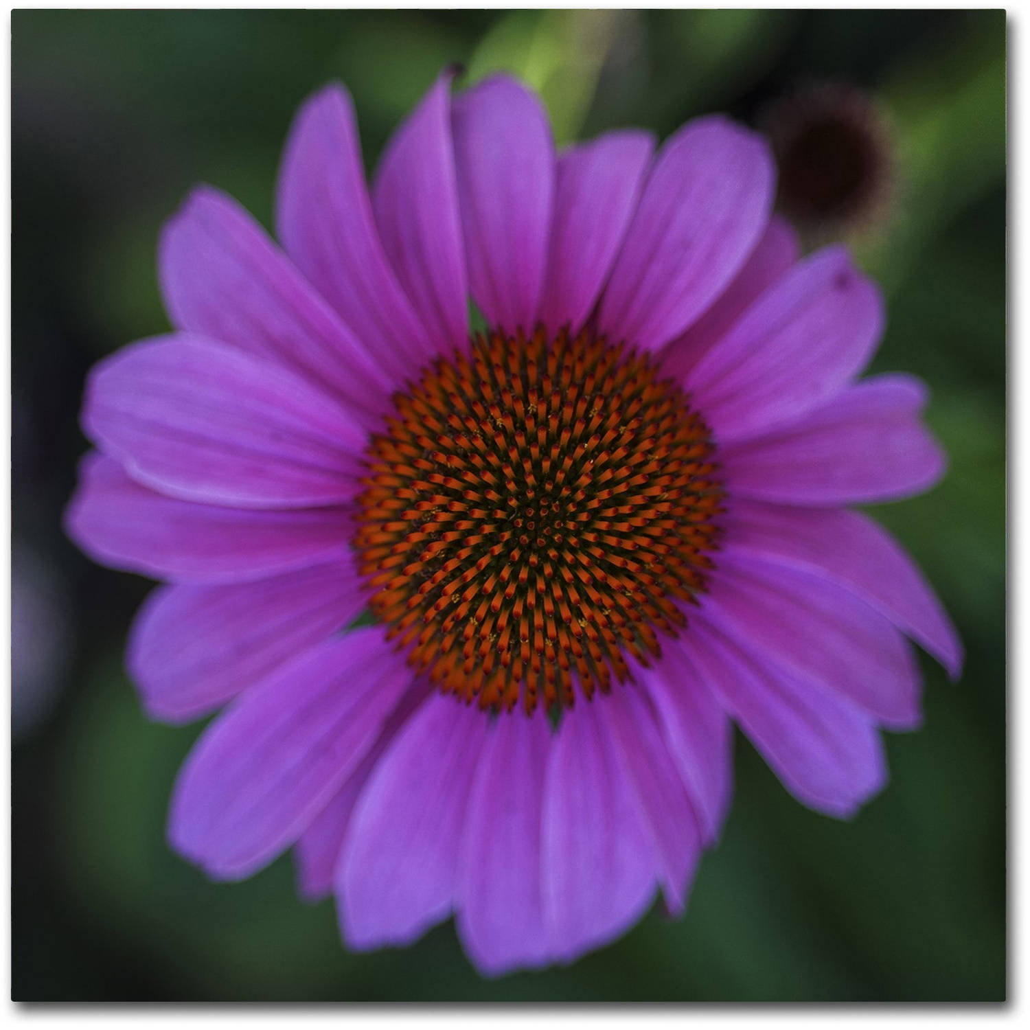 Trademark Fine Art Kurt Shaffer 'Purple Coneflower' 18" x 18" Canvas Stretched Art Print (190836007967)