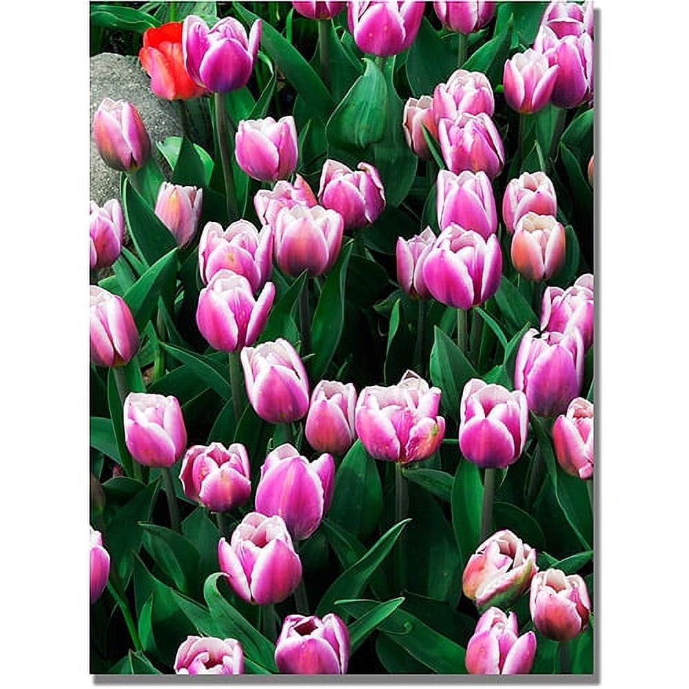 Trademark Fine Art Kurt Shaffer 'Purple White Tulips and One Red' Canvas Art 30x47 Inches