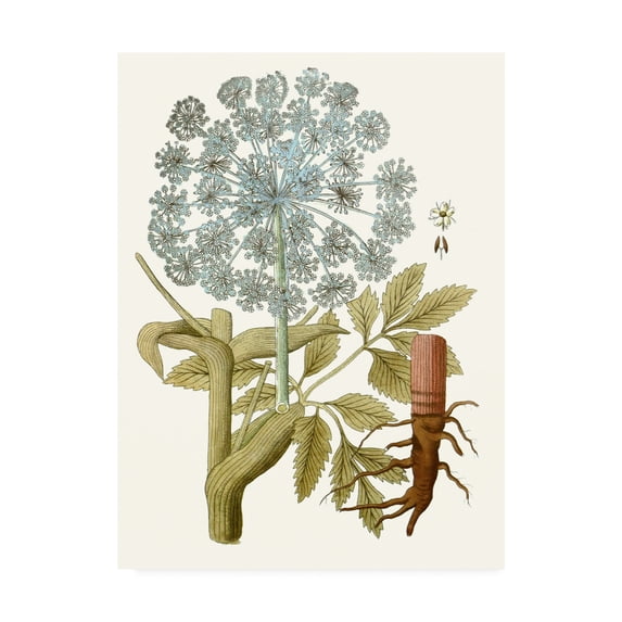 Trademark Fine Art 'Lacy Leaves III' Canvas Art by Unknown