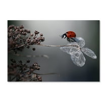 Trademark Fine Art 'Ladybird On Hydrangea' Canvas Art by Ellen Van Deelen