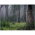 thumbnail image 1 of Beata Czyzowska 'Land of OZ' Canvas Art, 1 of 1