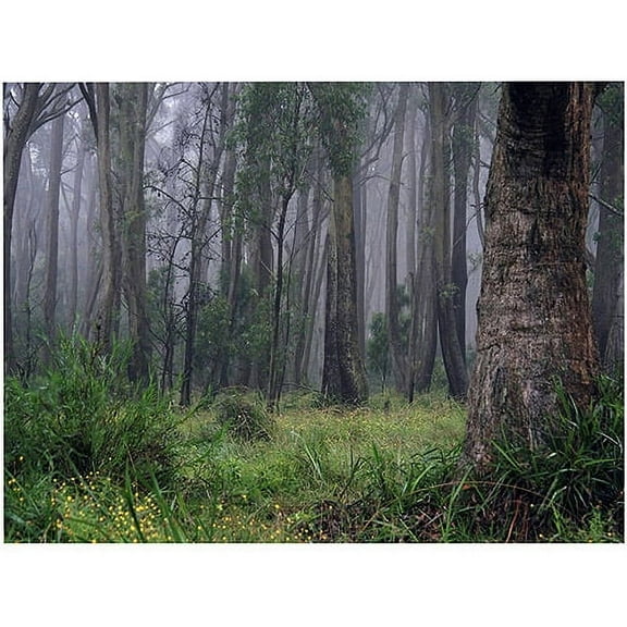 Trademark Fine Art "Land of OZ" Canvas Art by Beata Czyzowska