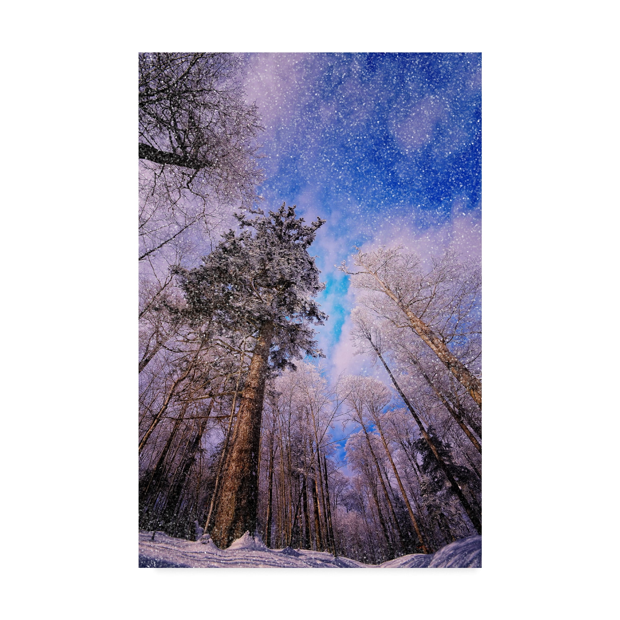Trademark Fine Art Landscape Canvas Art ' Let It Snow Trees ' by Philippe Sainte-Laudy