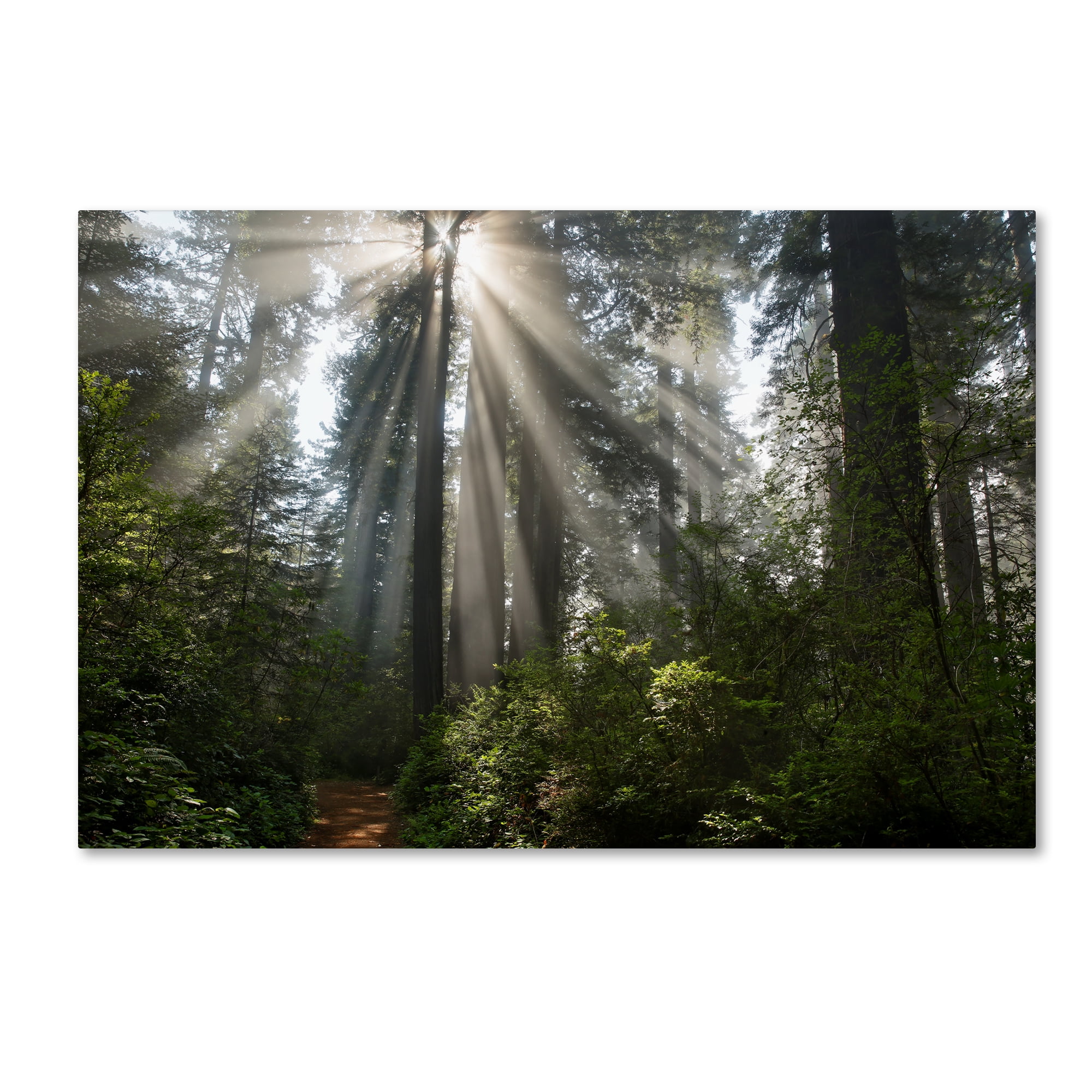 Trademark Fine Art Landscape Canvas Art ' Redwoods NP Ladybird Johnson Lightbeams ' by Mike Jones Photo