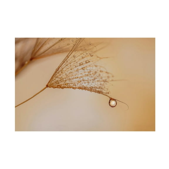 Trademark Fine Art Lara Bonazza Jadore Canvas Wall Art