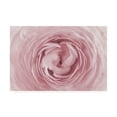 thumbnail image 1 of Trademark Fine Art 'Large Pink Rose' Canvas Art by PhotoINC Studio, 1 of 3