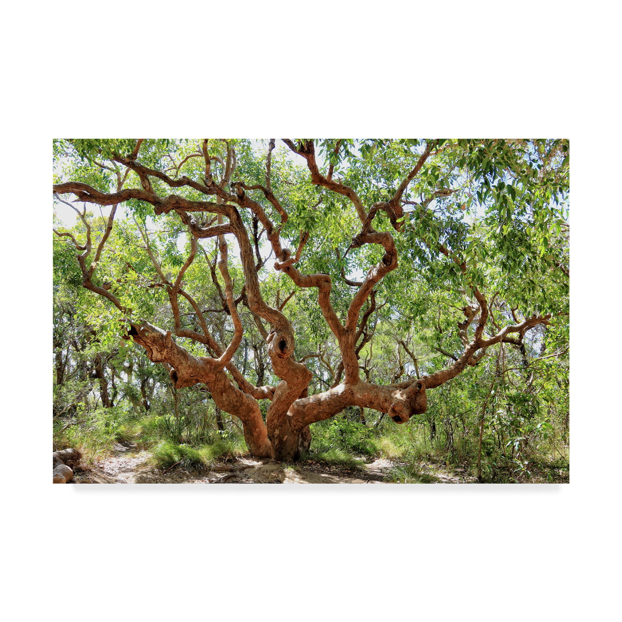 Trademark Fine Art 'Large Tree' Canvas Art by Incredi