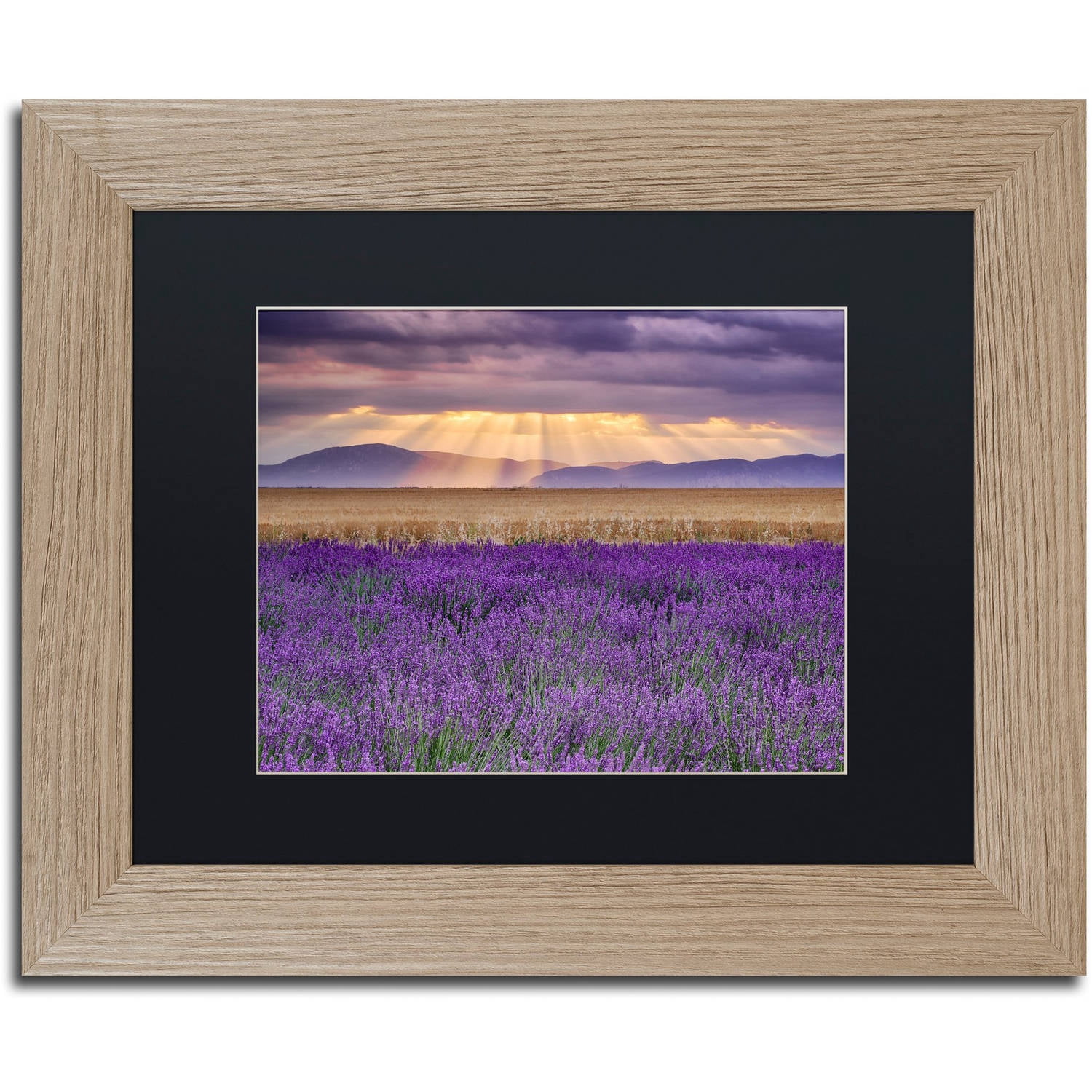Trademark Fine Art "Lavender Sunbeams" Canvas Art by Michael Blanchette Photography Black Matte, Birch Frame