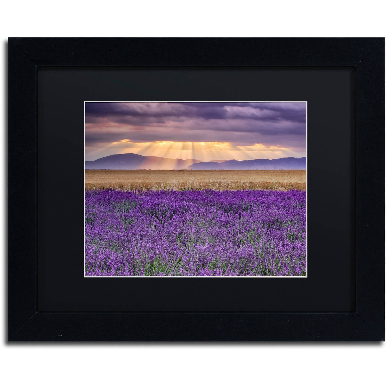 Trademark Fine Art "Lavender Sunbeams" Canvas Art by Michael Blanchette Photography Black Matte, Black Frame