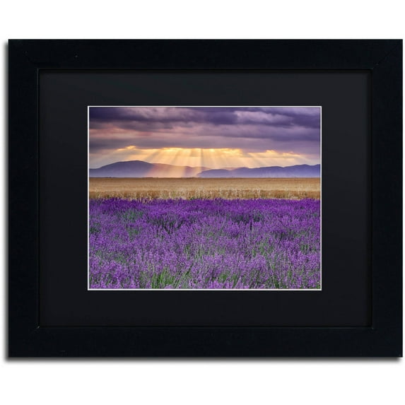 Trademark Fine Art "Lavender Sunbeams" Canvas Art by Michael Blanchette Photography Black Matte, Black Frame
