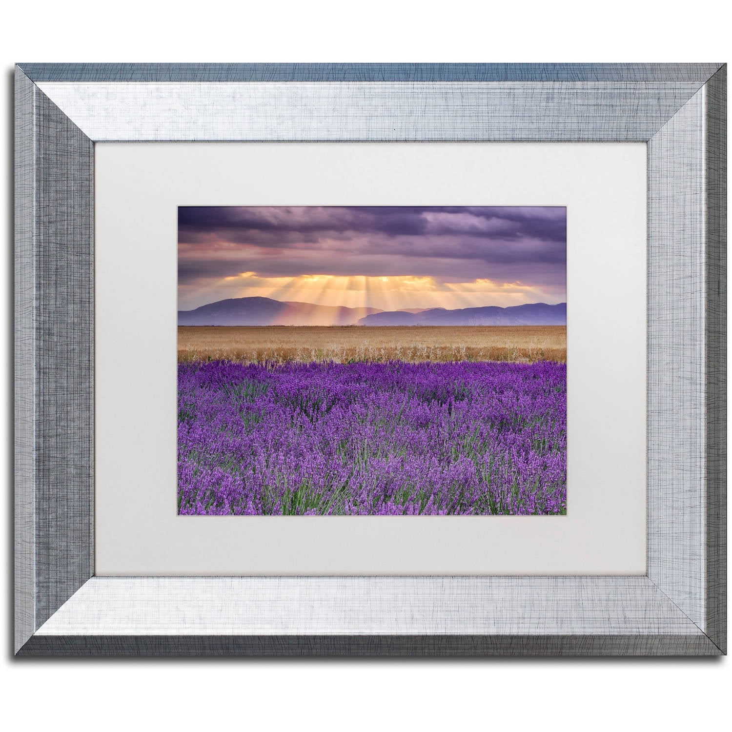 Trademark Fine Art "Lavender Sunbeams" Canvas Art by Michael Blanchette Photography White Matte, Silver Frame