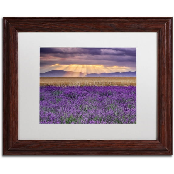 Trademark Fine Art "Lavender Sunbeams" Canvas Art by Michael Blanchette Photography White Matte, Wood Frame