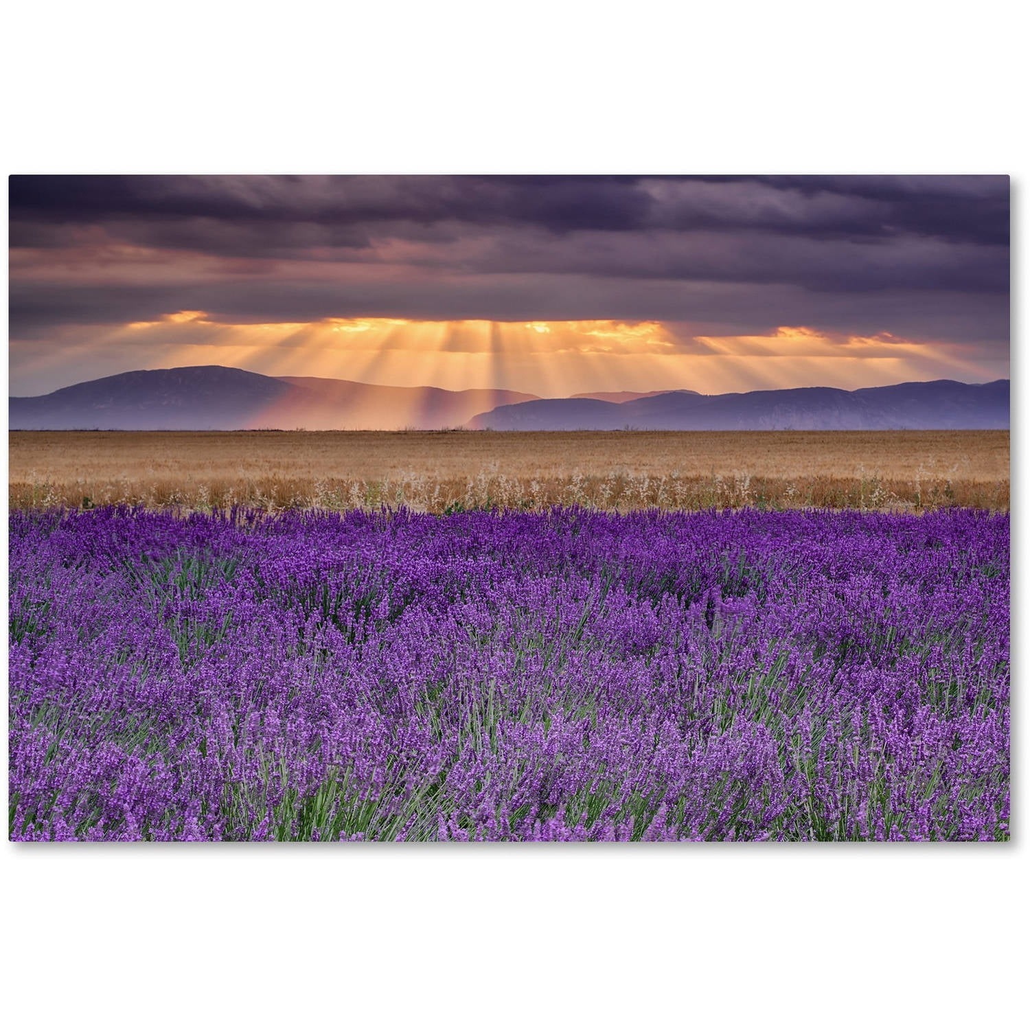 Trademark Fine Art "Lavender Sunbeams" Canvas Art by Michael Blanchette Photography