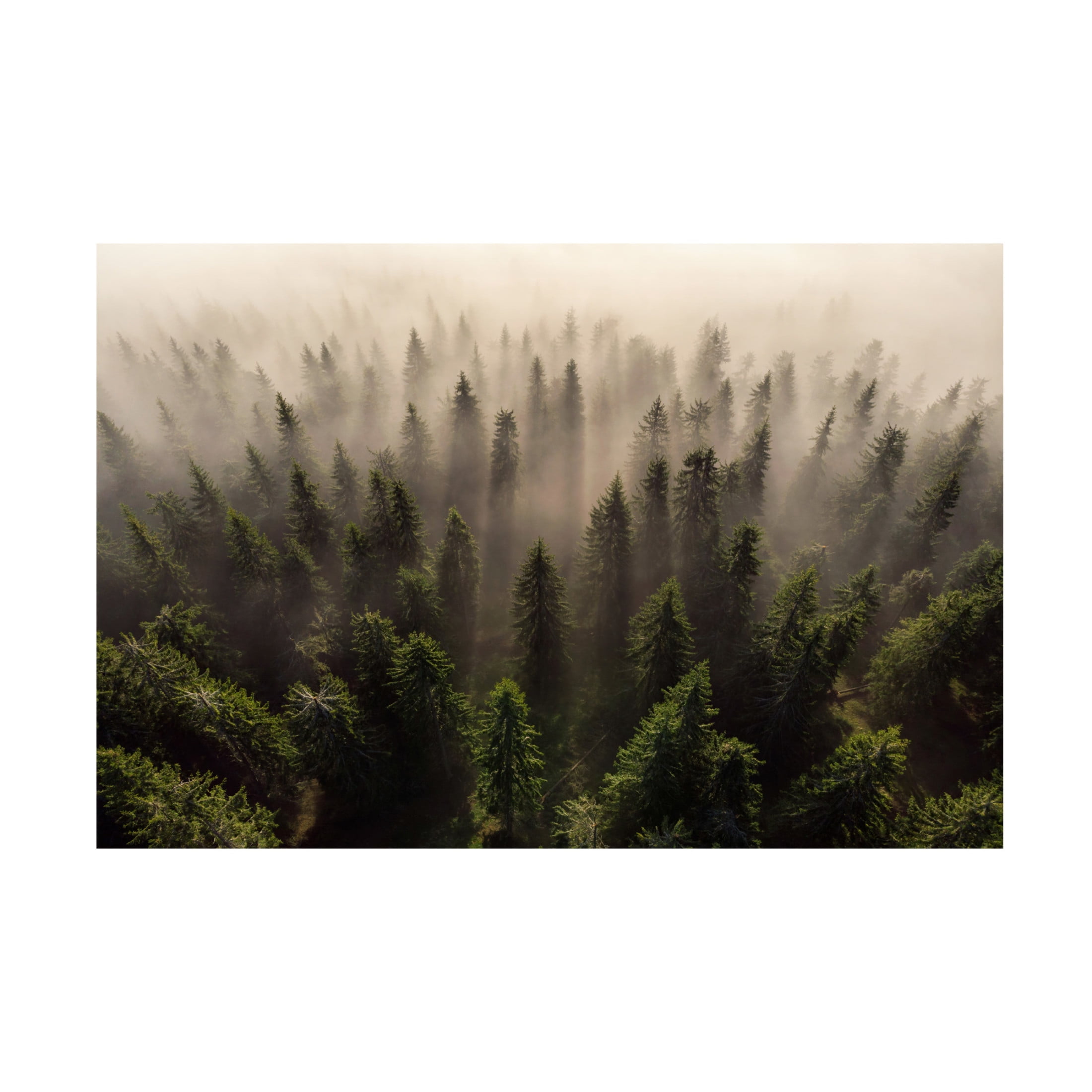Trademark Fine Art Lazar Ioan Ovidiu The Army Of Firs Canvas Wall Art