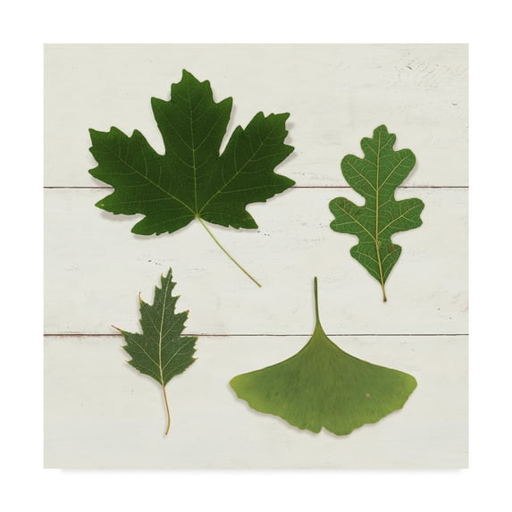 Trademark Fine Art 'Leaf Chart II Shiplap' Canvas Art by Wild Apple Portfolio
