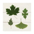 thumbnail image 1 of Trademark Fine Art 'Leaf Chart II Shiplap' Canvas Art by Wild Apple Portfolio, 1 of 4