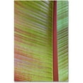 thumbnail image 1 of Trademark Fine Art 'Leaf Texture VI' Canvas Art by Cora Niele, 1 of 4