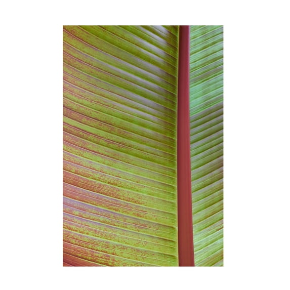 Trademark Fine Art 'Leaf Texture VI' Canvas Art by Cora Niele