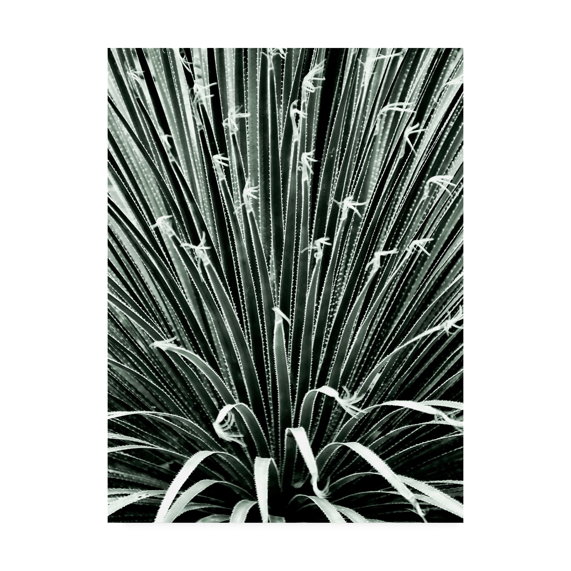 Trademark Fine Art 'Leaf V' Canvas Art by Incado