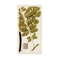 thumbnail image 1 of Trademark Fine Art 'Leaf Varieties I' Canvas Art by Vision Studio, 1 of 4