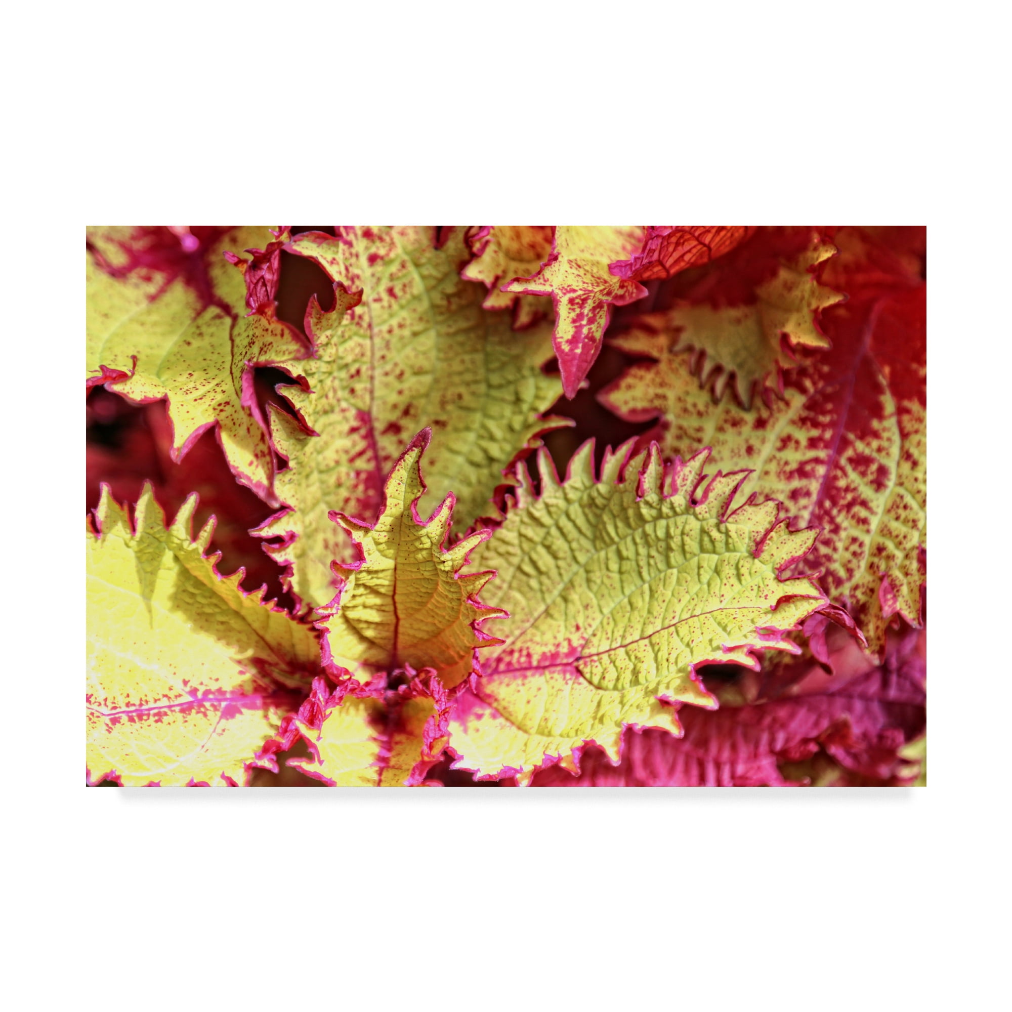Trademark Fine Art 'Leafy Abstractions' Canvas Art by Beata Czyzowska Young