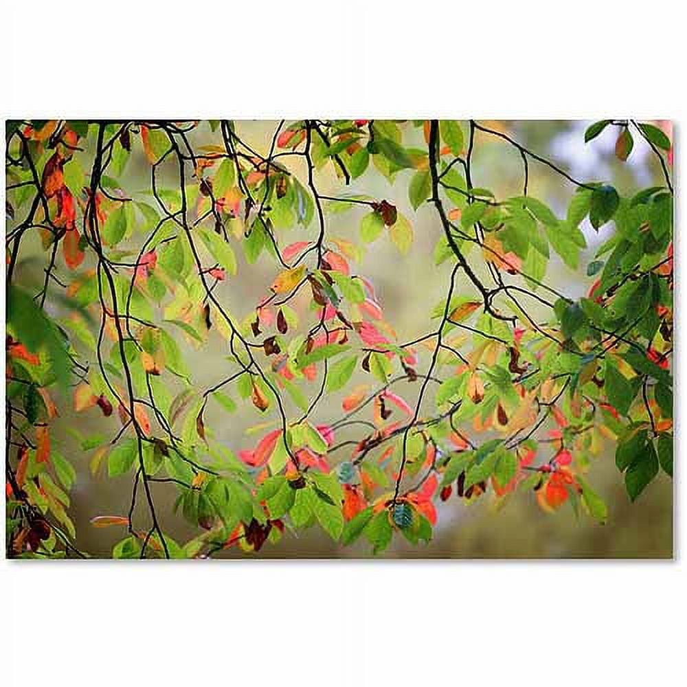 Trademark Fine Art "Leaves in the Wind" Canvas Art by Philippe Sainte-Laudy
