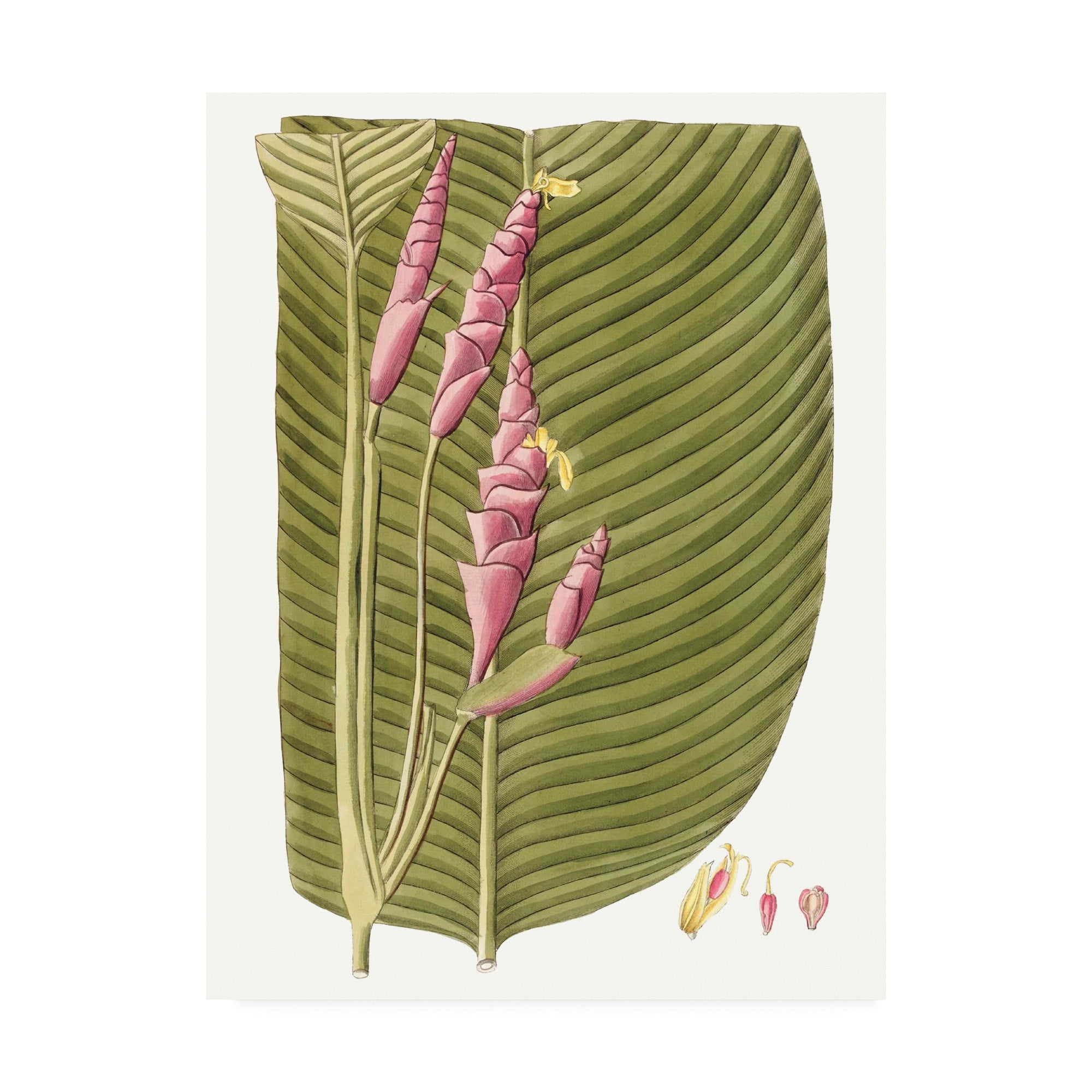 Trademark Fine Art 'Leaves of the Tropics I' Canvas Art by Vision Studio