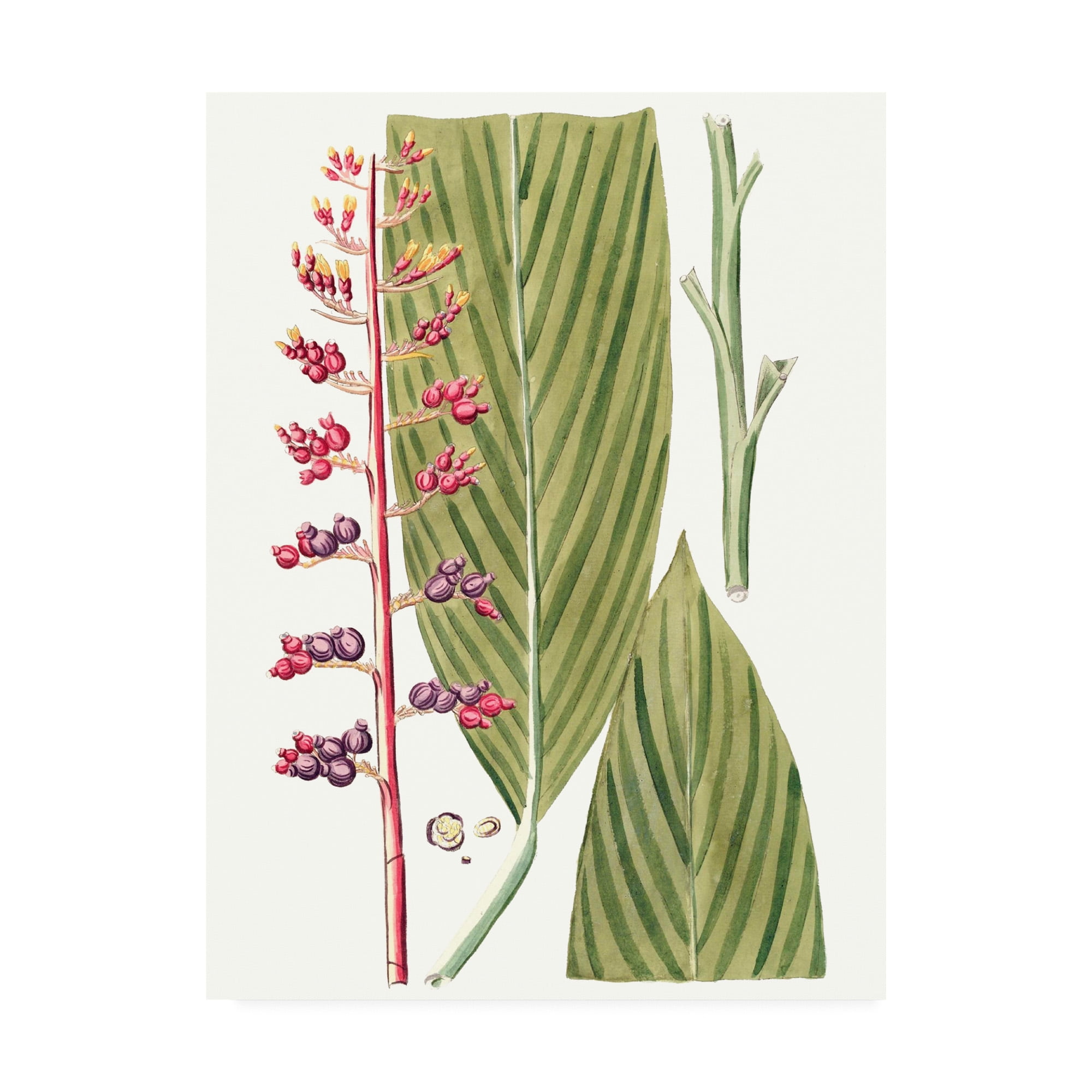 Trademark Fine Art 'Leaves of the Tropics III' Canvas Art by Vision Studio