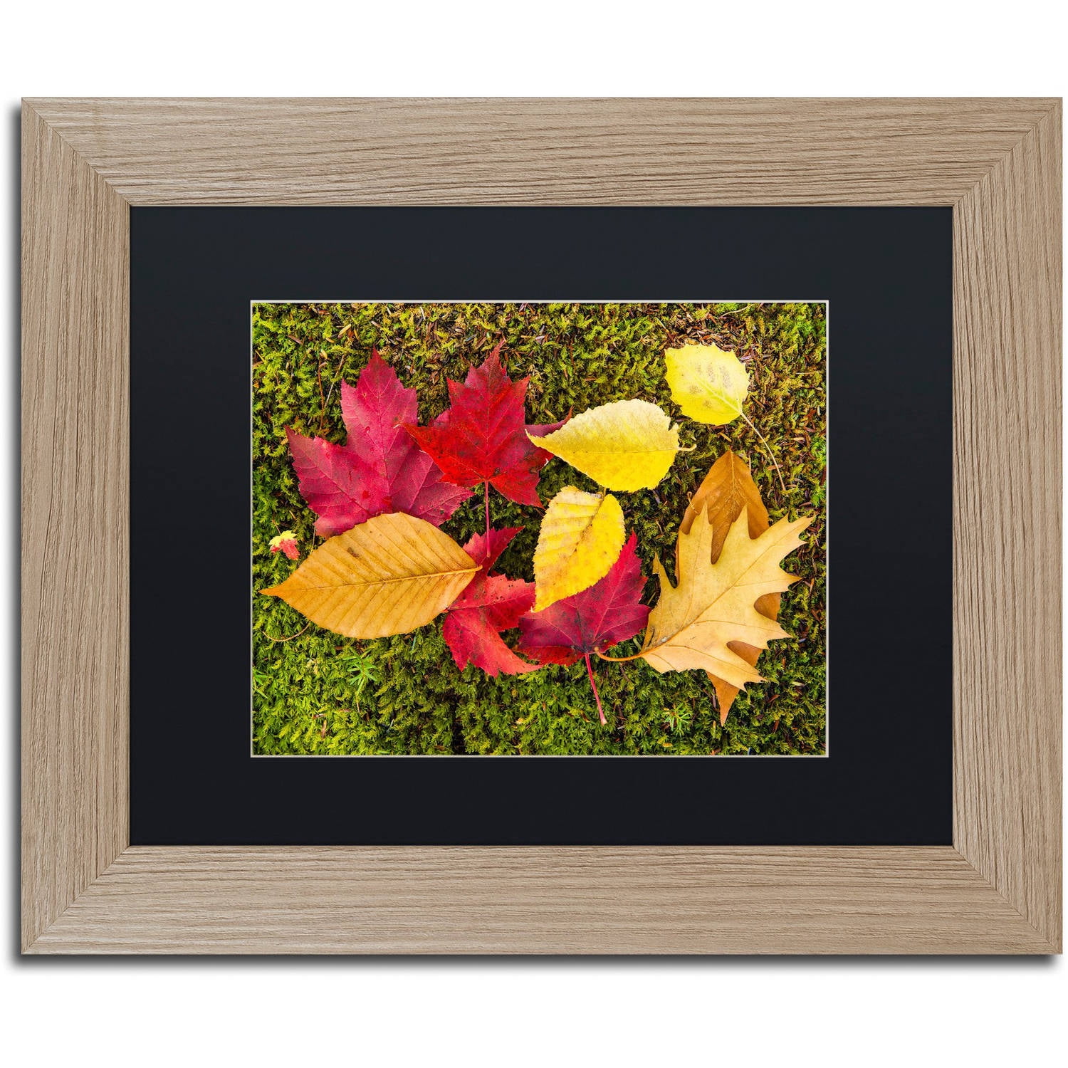 Trademark Fine Art "Leaves on Moss" Canvas Art by Michael Blanchette Photography Black Matte, Birch Frame