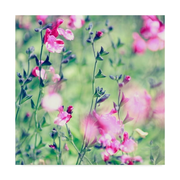 Trademark Fine Art 'Legally Pink' Canvas Art by Incredi