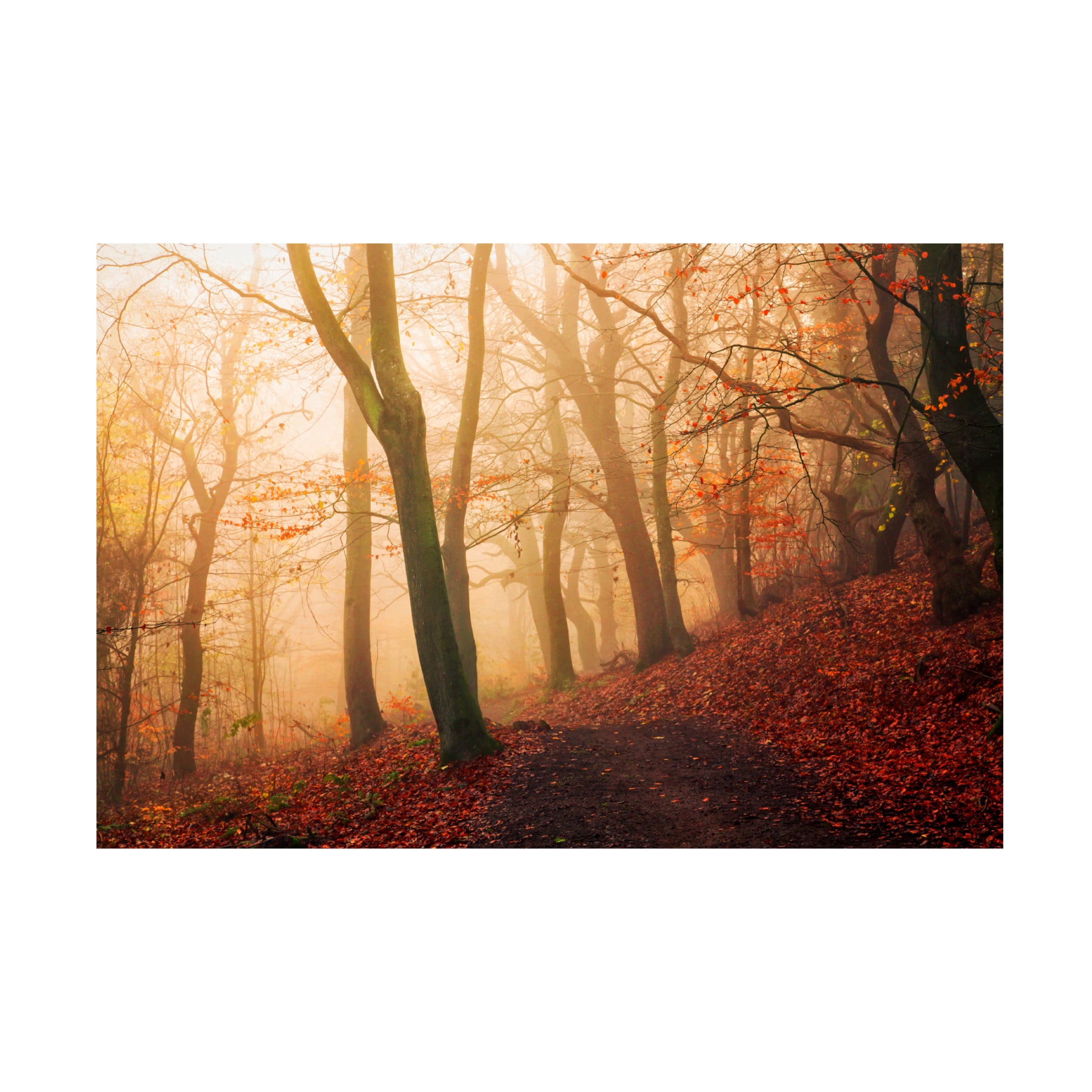 Trademark Fine Art Leif Londal Wake Up Forest. Canvas Wall Art