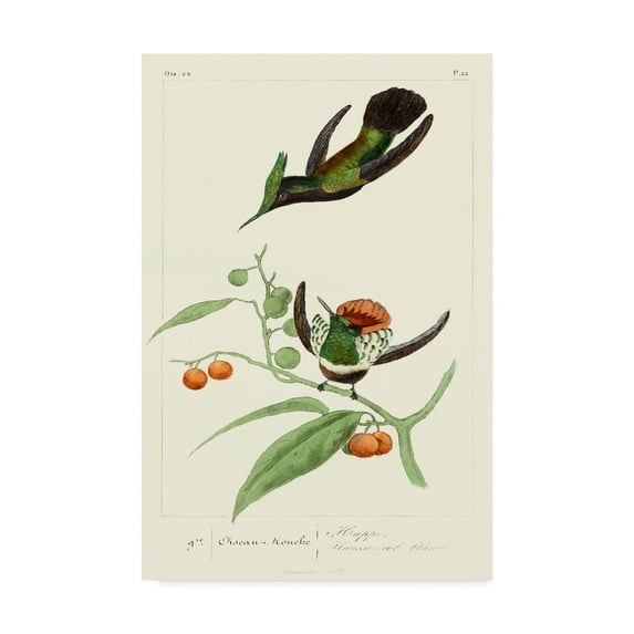 Trademark Fine Art 'Lemaire Hummingbirds III' Canvas Art by C.L. Lemaire