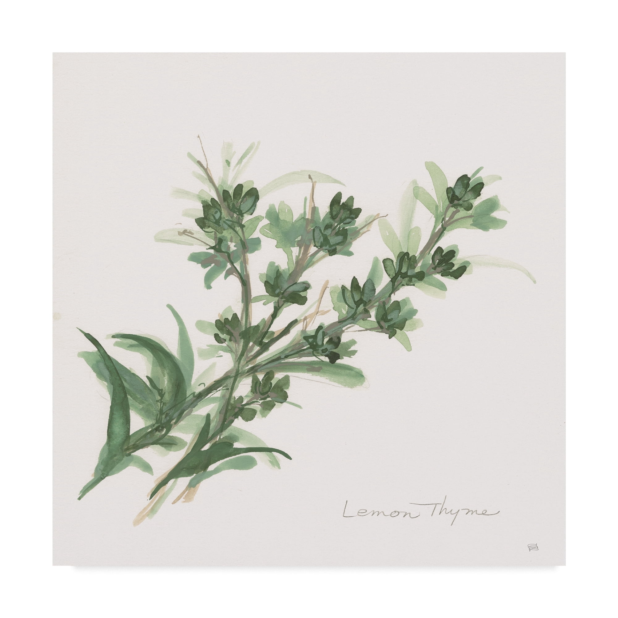 Trademark Fine Art 'Lemon Thyme' Canvas Art by Chris Paschke