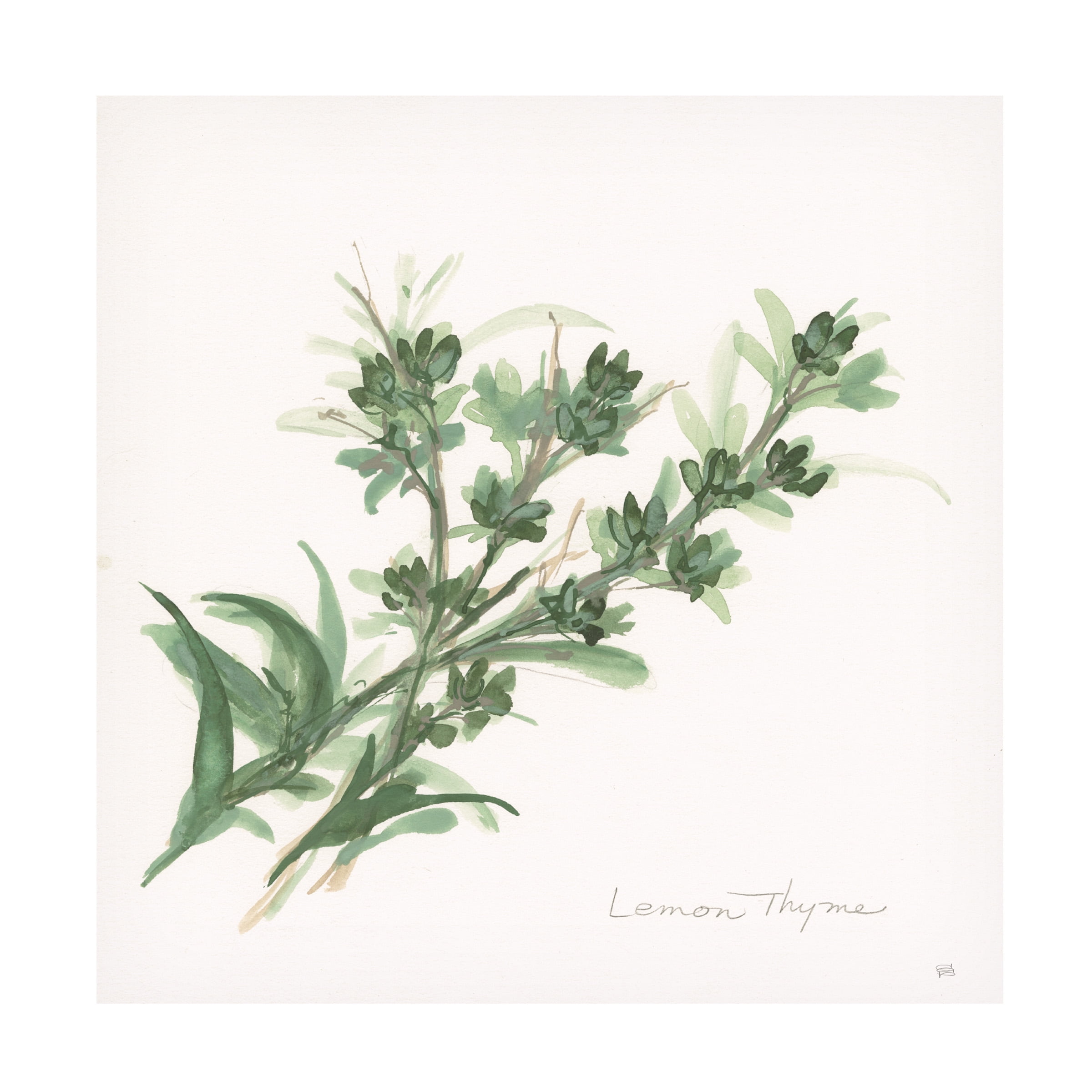 Trademark Fine Art 'Lemon Thyme' Canvas Art by Chris Paschke