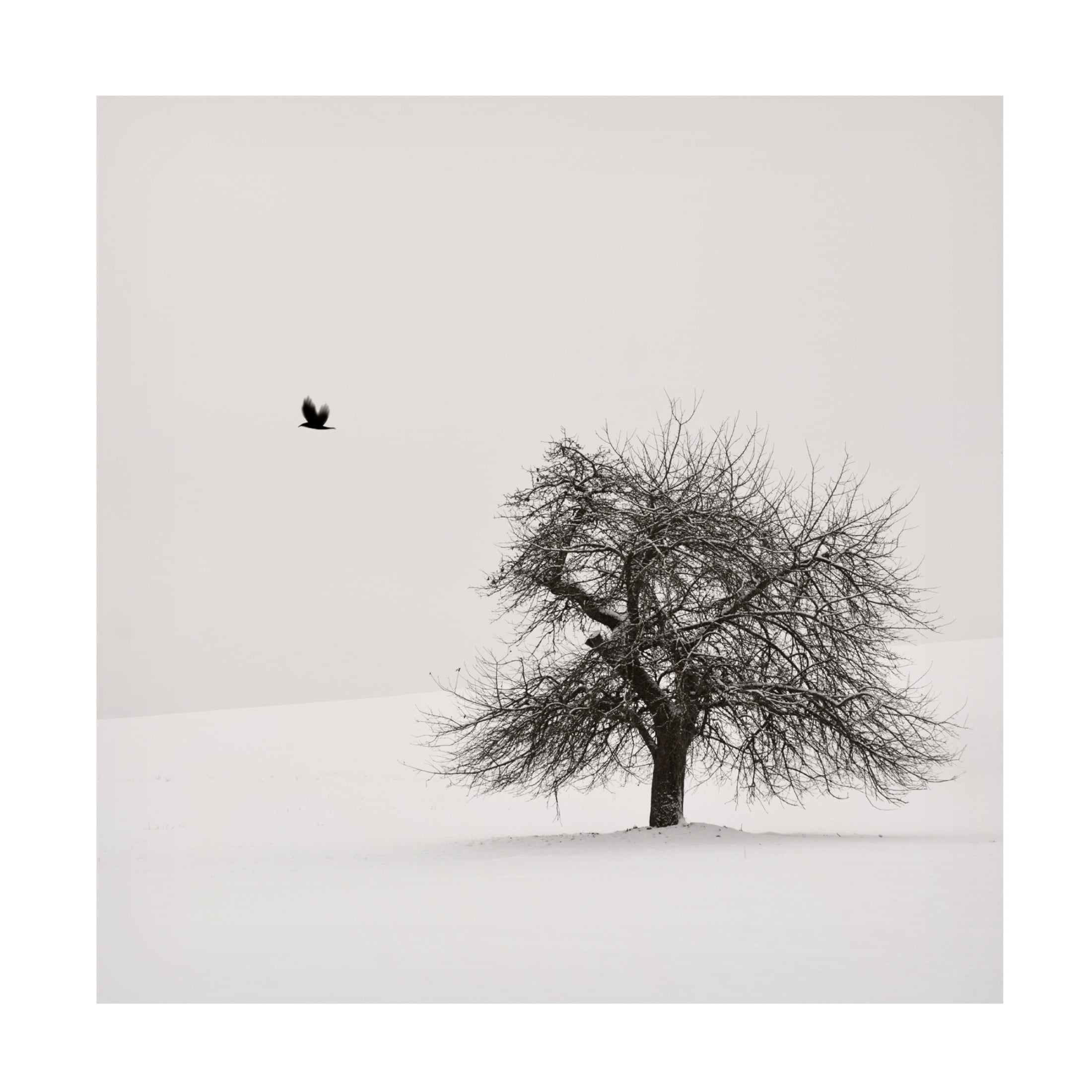 Trademark Fine Art Lena Weisbek Old Cherry Tree Canvas Wall Art