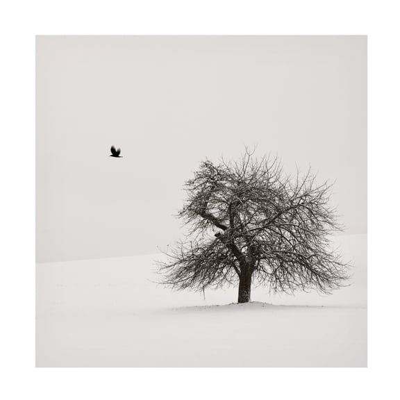 Trademark Fine Art Lena Weisbek Old Cherry Tree Canvas Wall Art