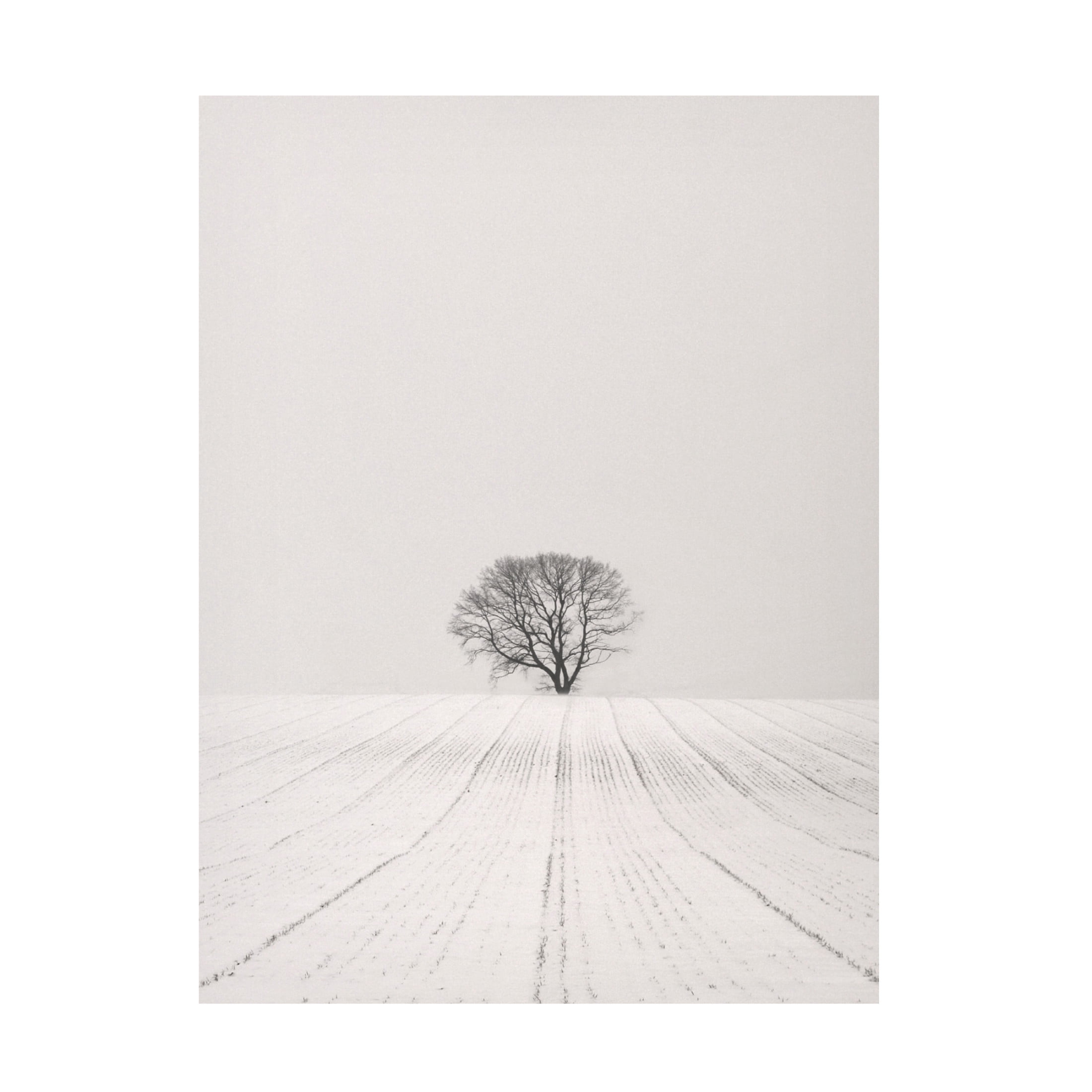 Trademark Fine Art Lena Weisbek White Desert Canvas Wall Art