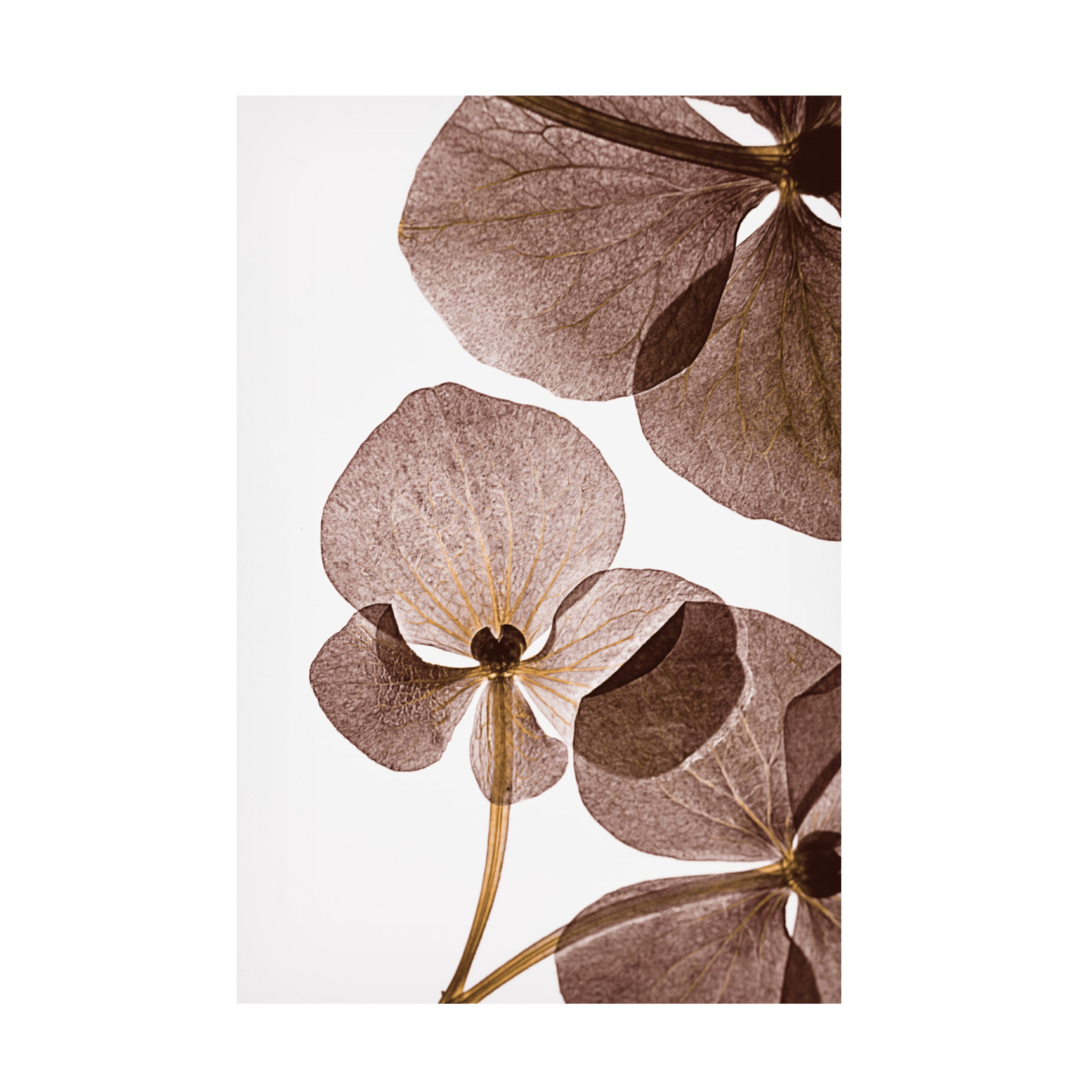 Trademark Fine Art Lenka Botanical 5 Canvas Wall Art