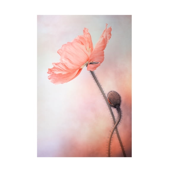 Trademark Fine Art Lenka Tenderness Canvas Wall Art